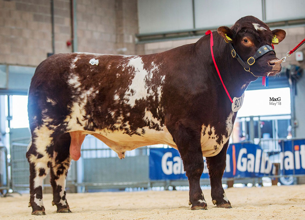 Balgay Khamul Shorthorn Bull