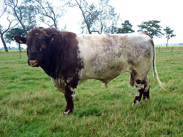 Chapelton-Braveheart-Shorthorn-Bull