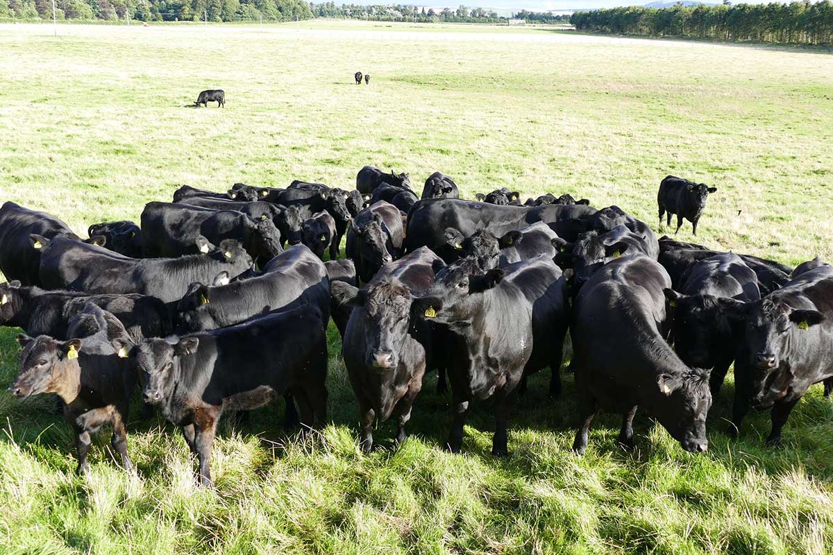 Group Aberdeen Angus Cattle