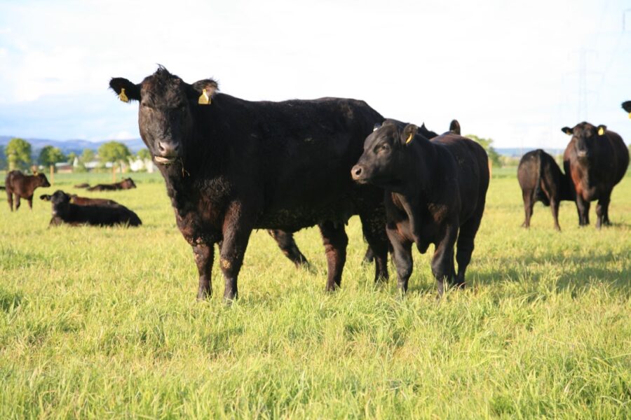 Balgay Cattle