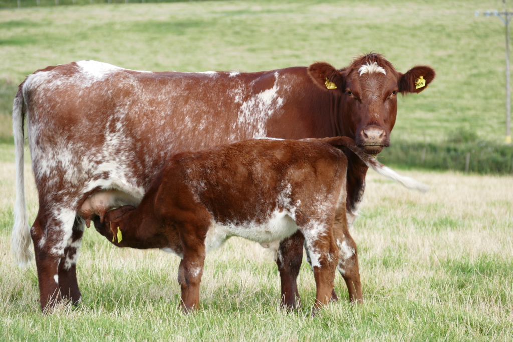 Shorthorn Cow